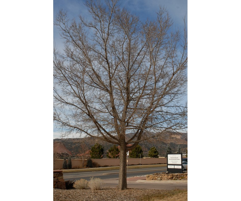 Hackberry